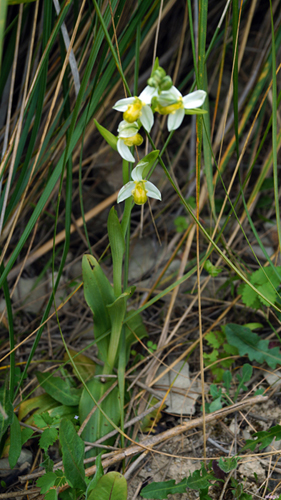 Ophrys apifera